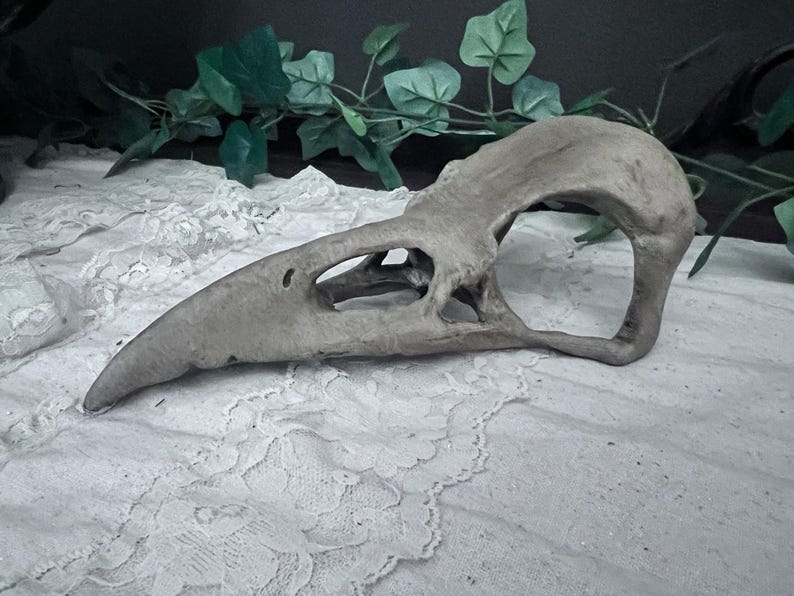 Large Realistic Raven Skull