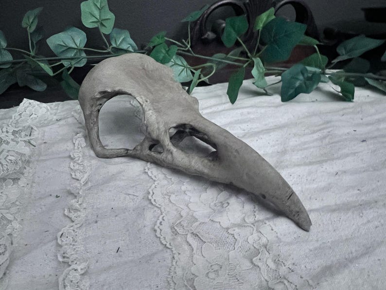 Large Realistic Raven Skull
