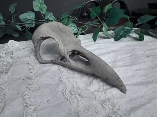 Large Realistic Raven Skull