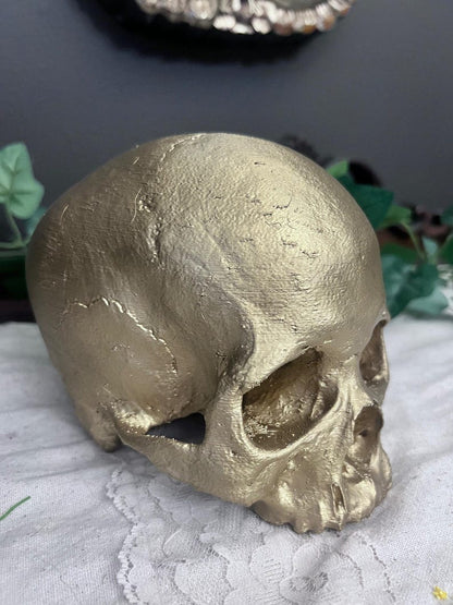 Realistic detailed skull replica