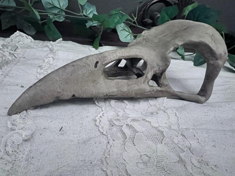 Large Realistic Raven Skull
