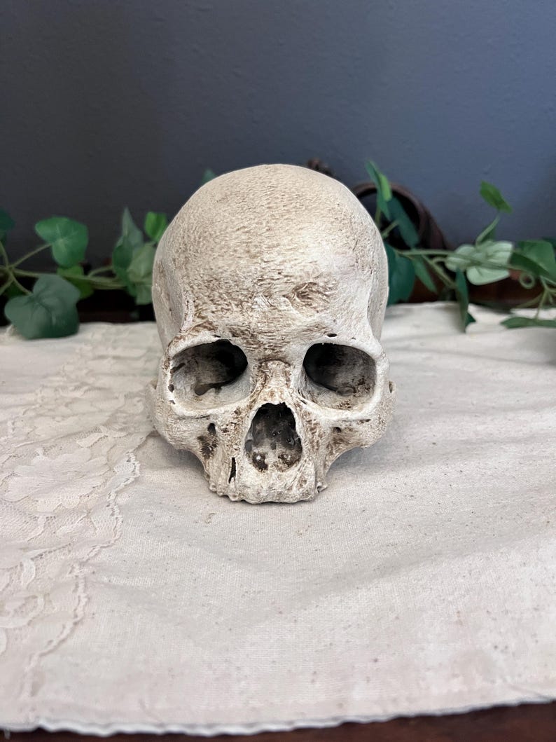 Realistic detailed skull replica