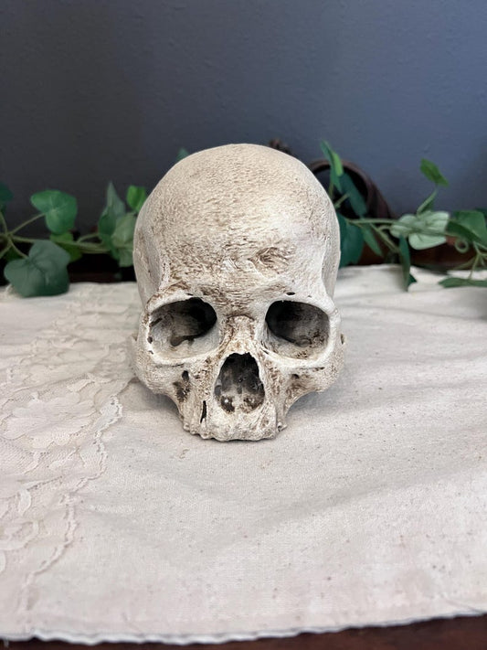 Realistic detailed skull replica